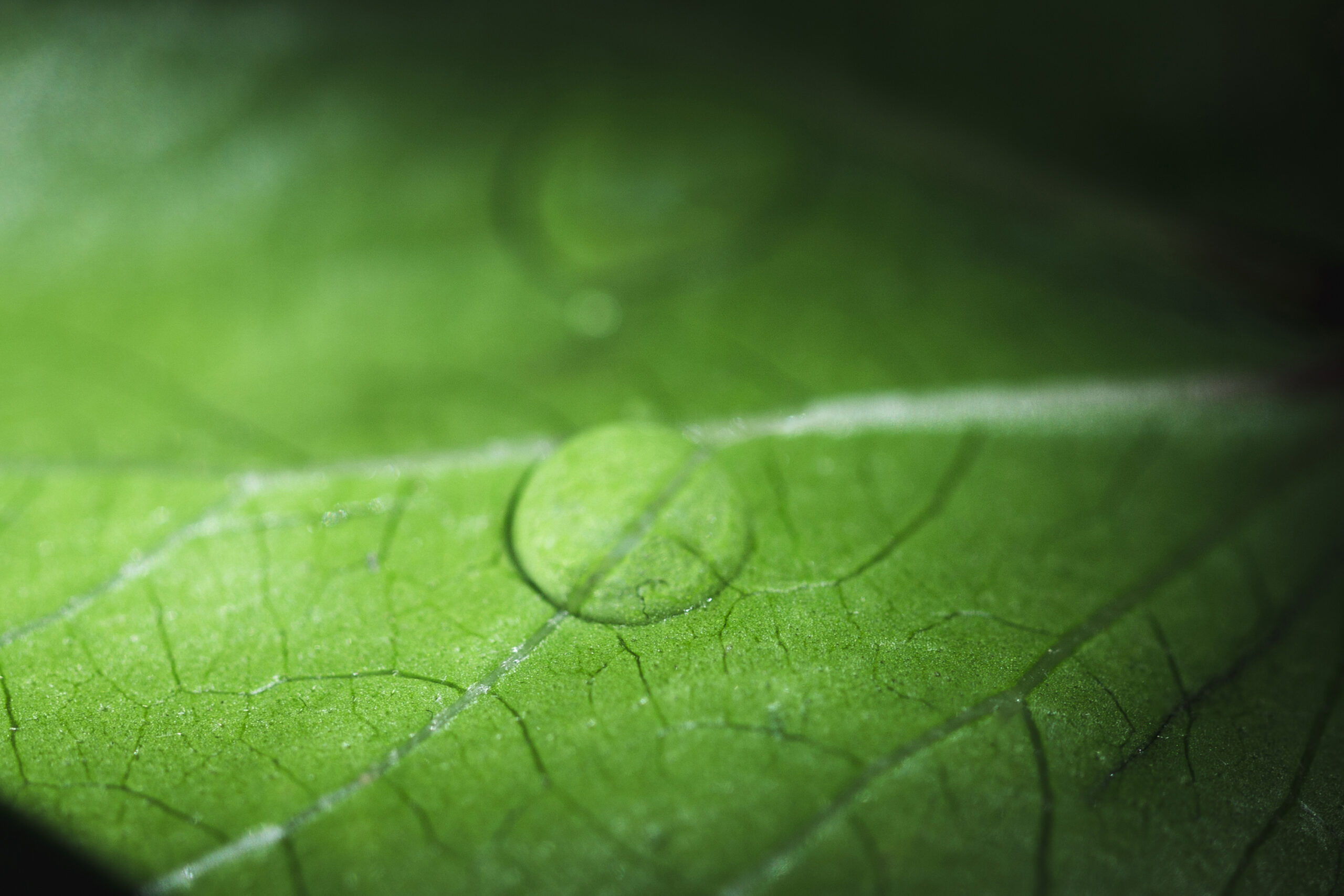 macro-green-leaf